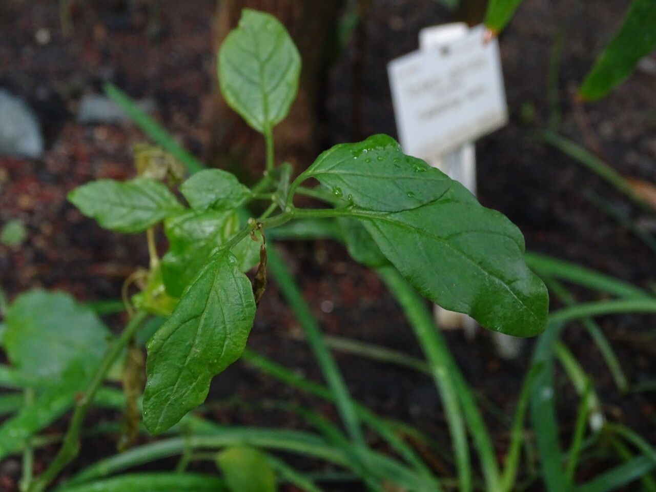 Physalis viscosa — search result for 'Physalis'