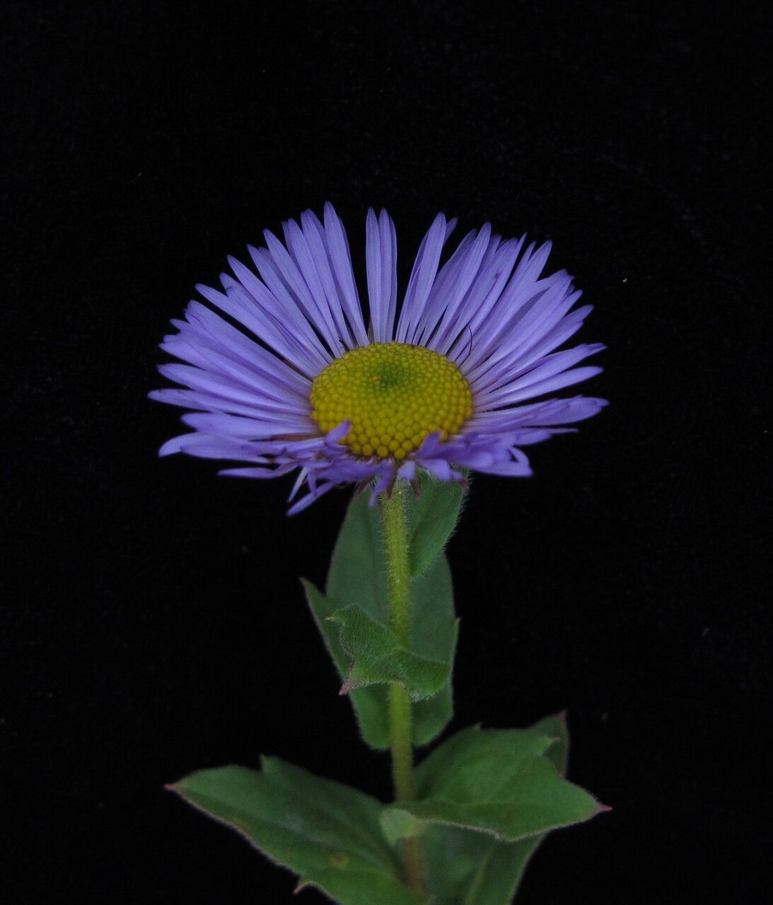 Erigeron multiradiatus habit