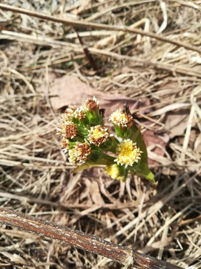 Petasites spurius flower