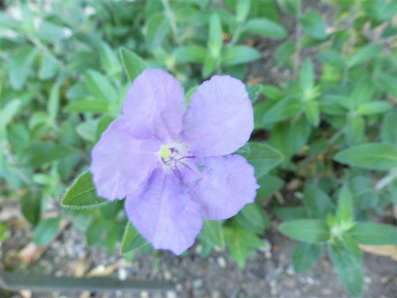 Ruellia ciliosa flower