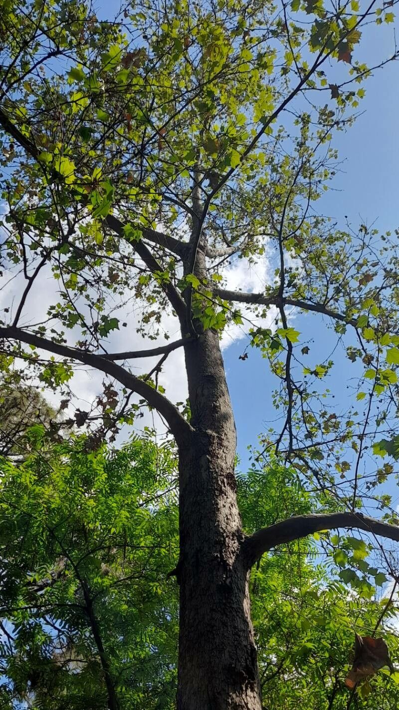 Platanus mexicana habit