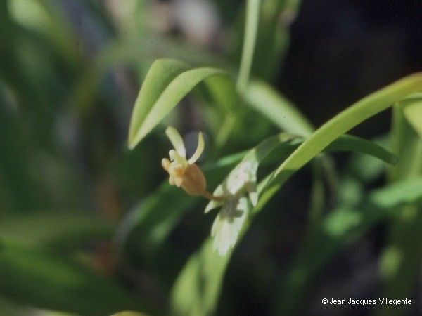 Liparis gibbosa fruit