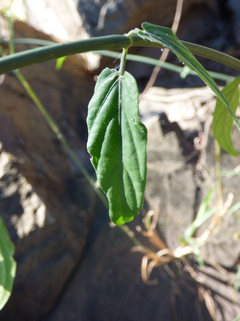 Clinacanthus nutans — search result for 'Thailand'
