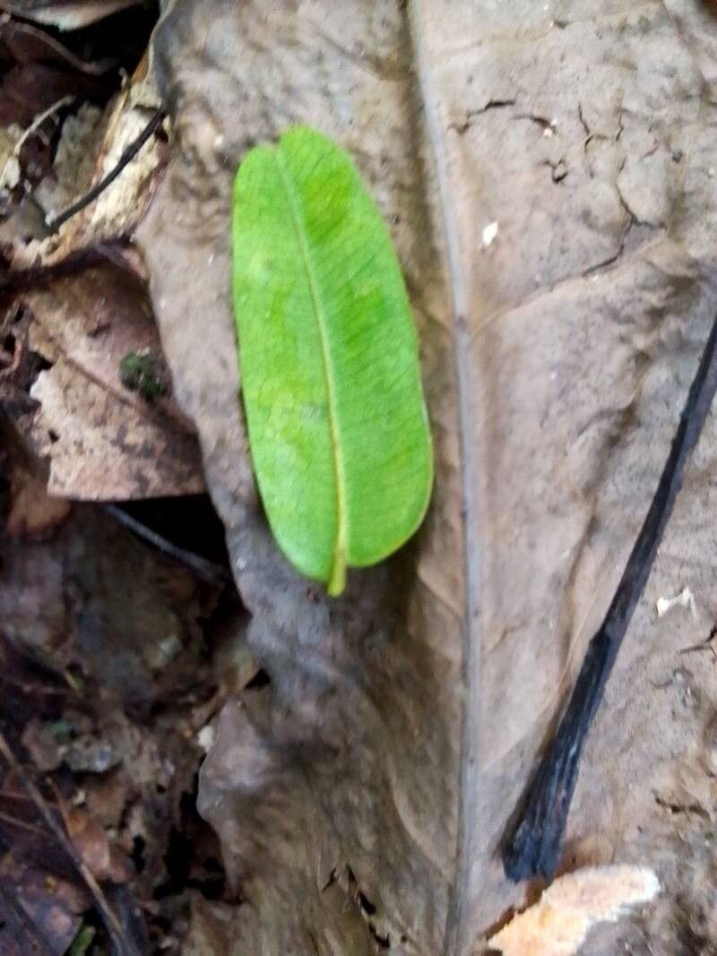 Copaifera mildbraedii — houseplant care guide