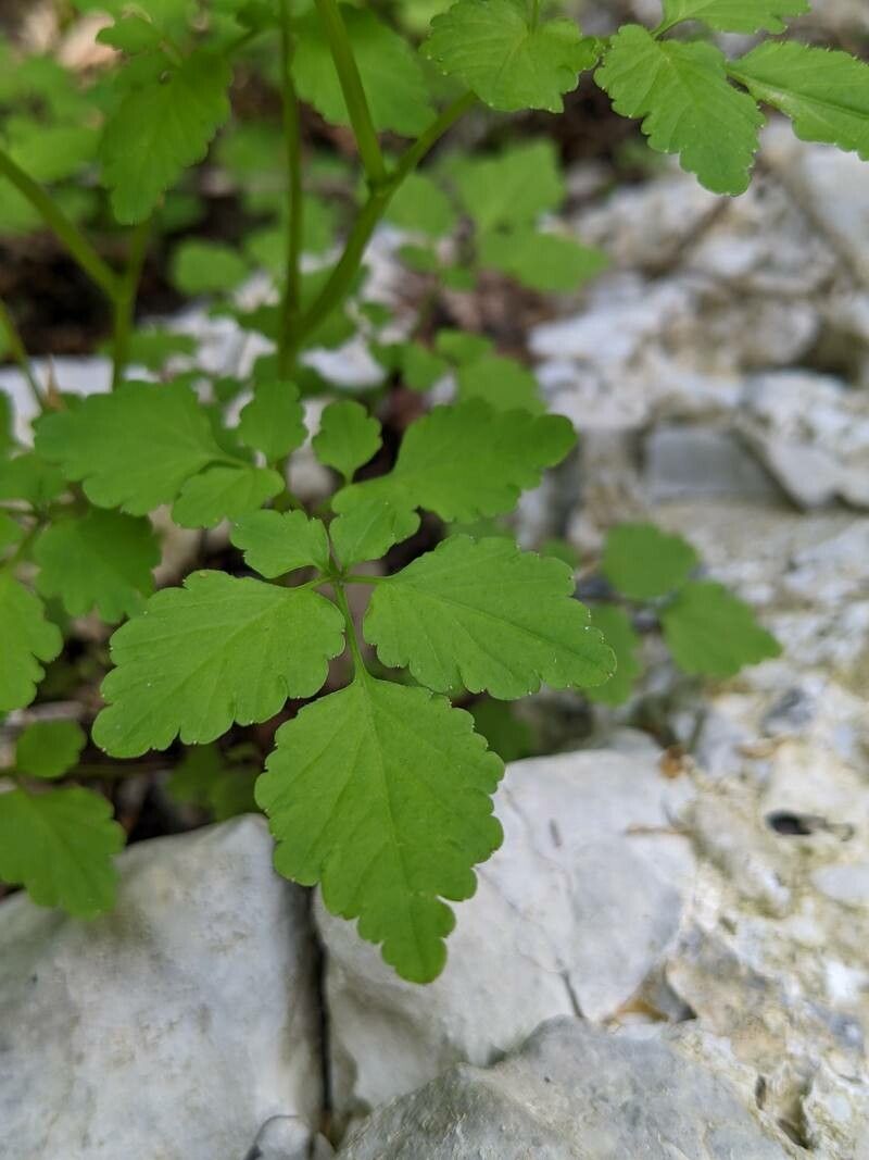 Cardamine chelidonia — search result for 'Cardamine'