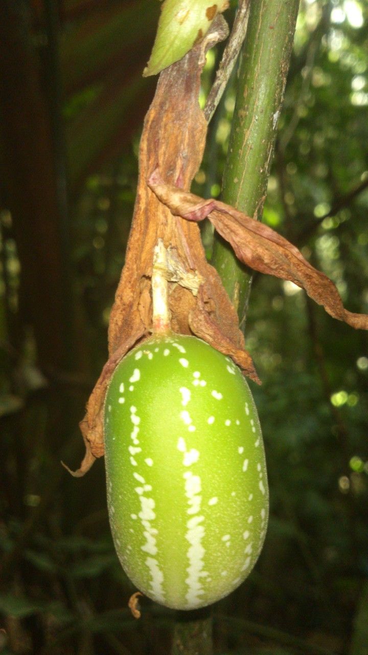 Passiflora vitifolia fruit