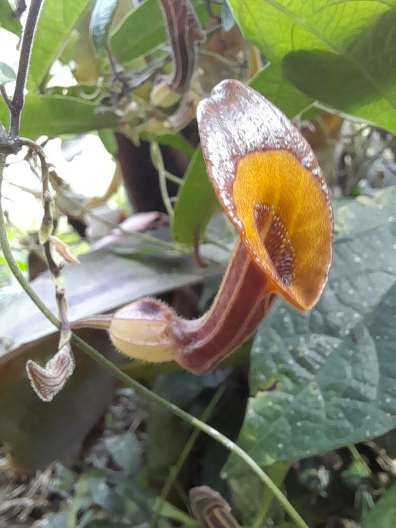 Aristolochia melastoma flower