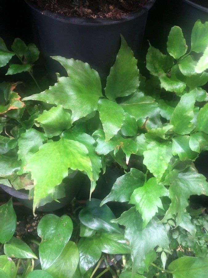 Begonia prismatocarpa leaf