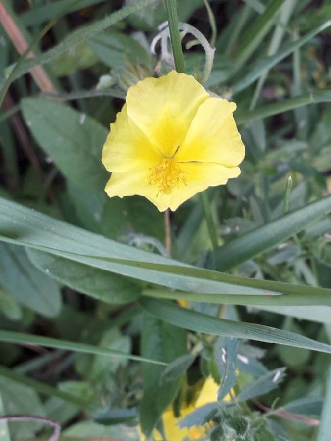 Helianthemum nummularium flower