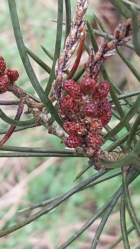 Pinus monophylla fruit