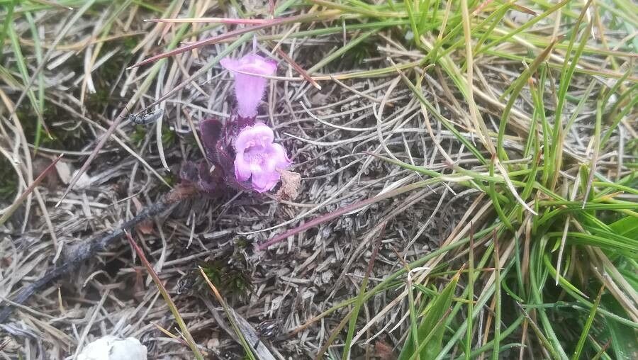Clinopodium corsicum flower