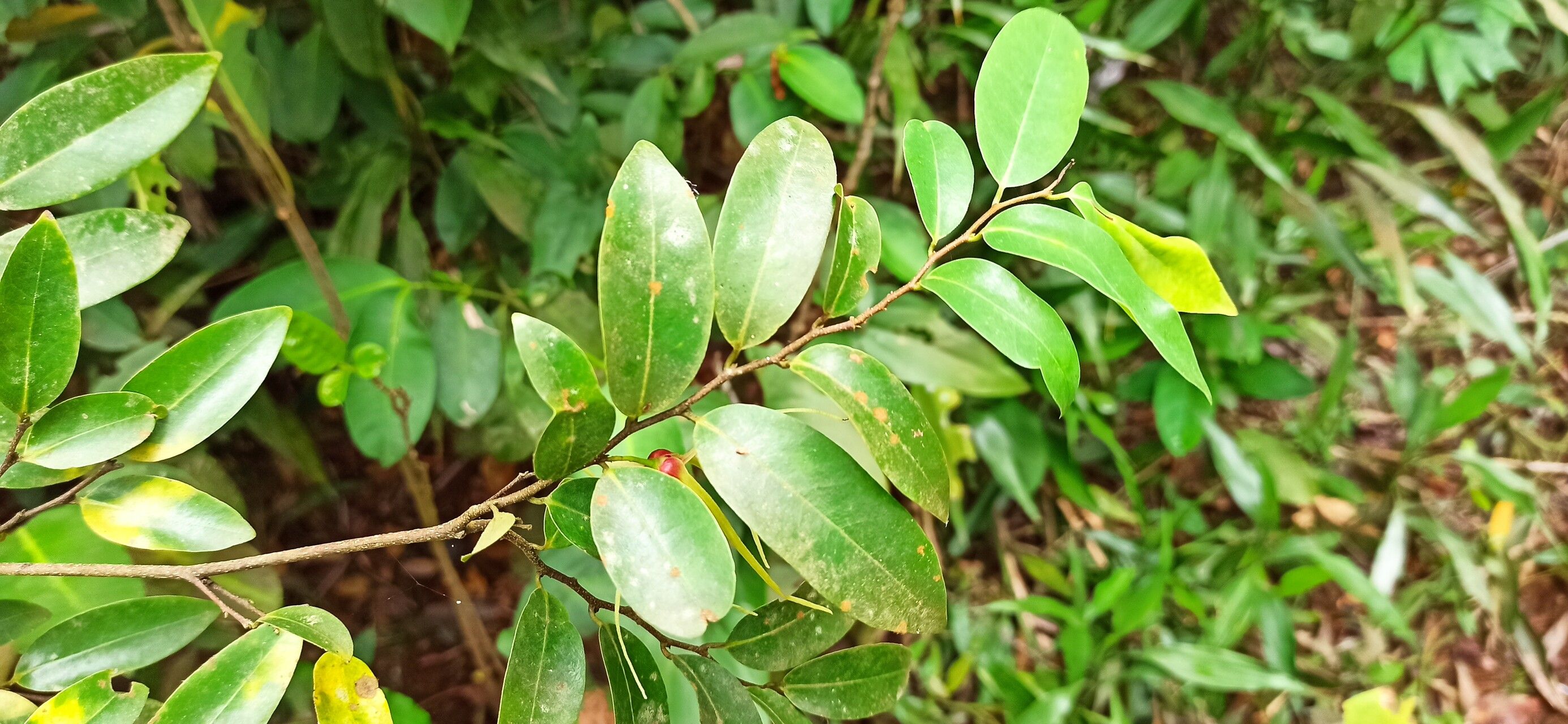 Xylopia longipetala — houseplant care guide