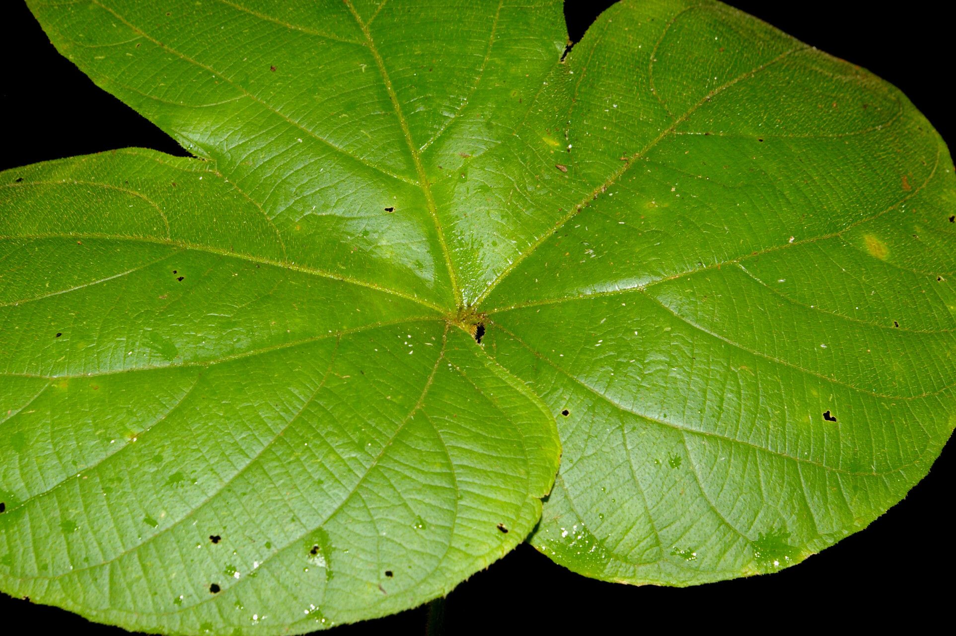 Dalechampia osana — houseplant care guide