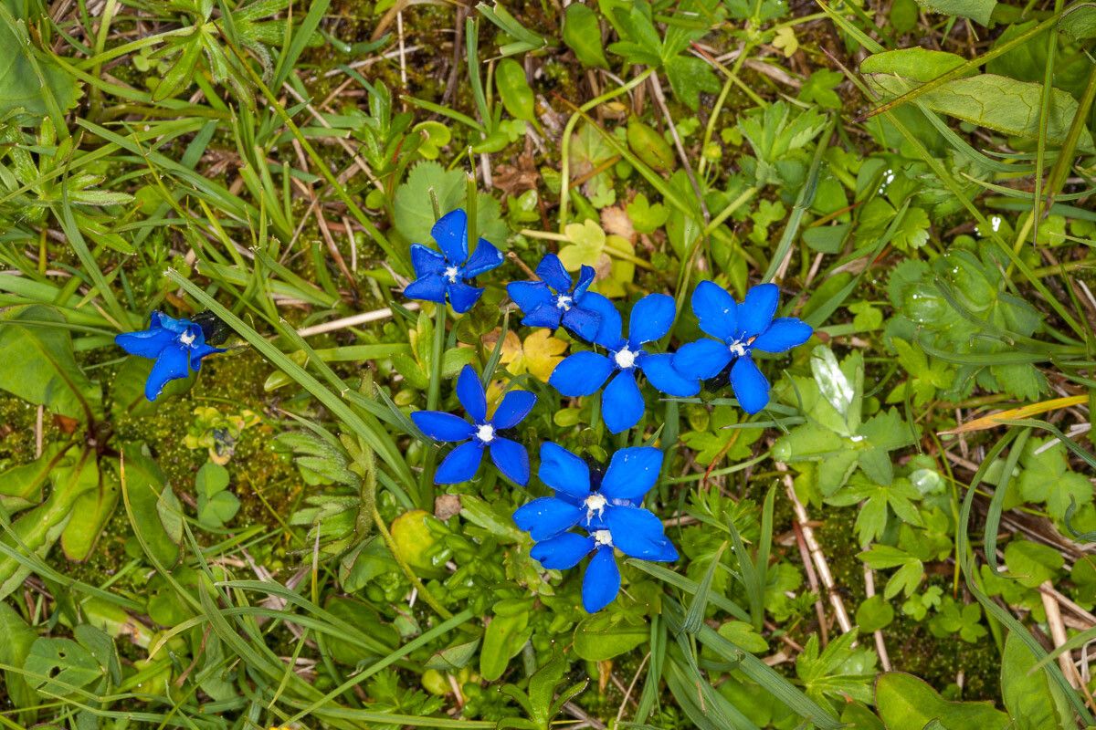 Gentiana bavarica leaf