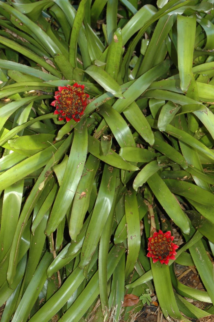 Canistrum aurantiacum habit