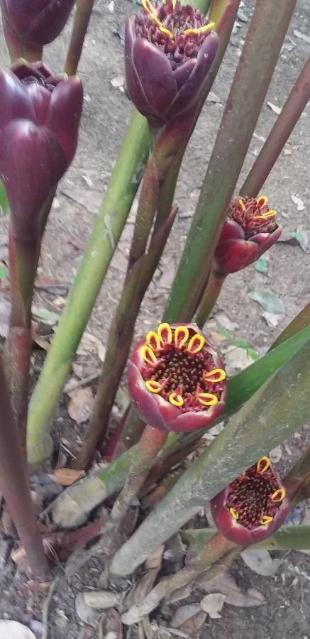 Etlingera hemisphaerica fruit