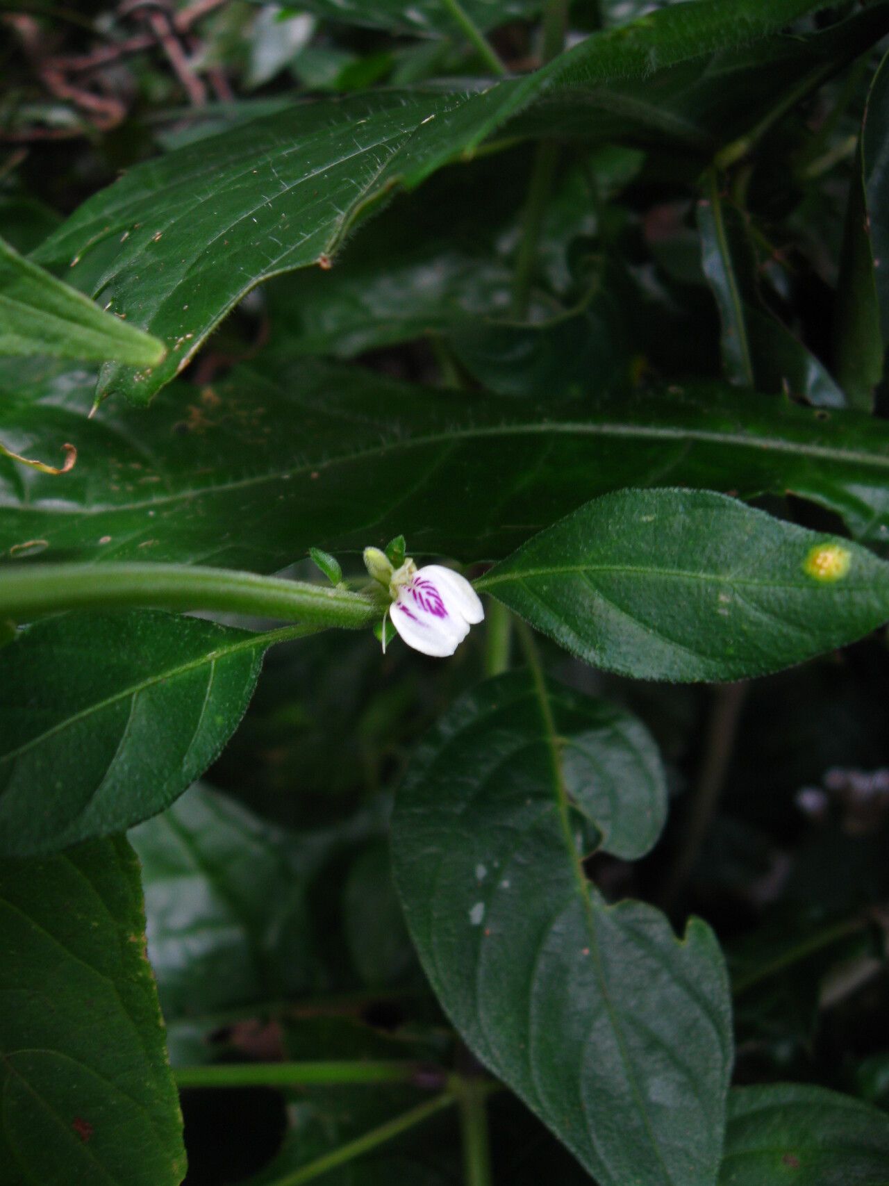 Justicia striata — search result for 'Justicia'