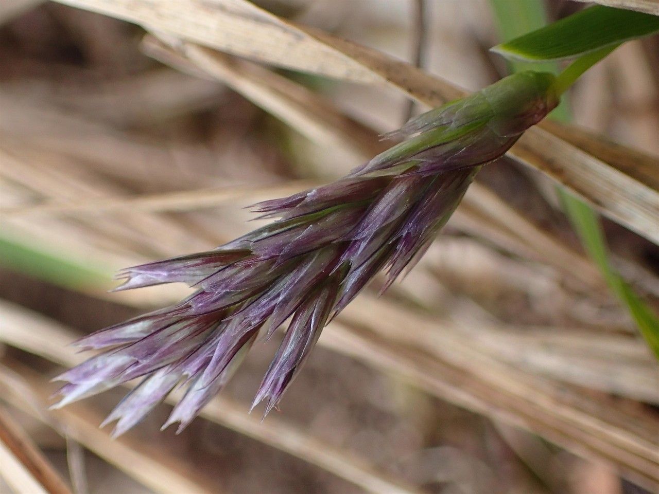 Sesleria caerulea fruit