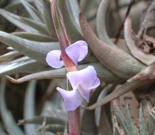 Tillandsia peiranoi — houseplant care guide