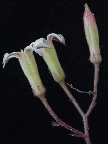 Tylecodon ellaphieae flower