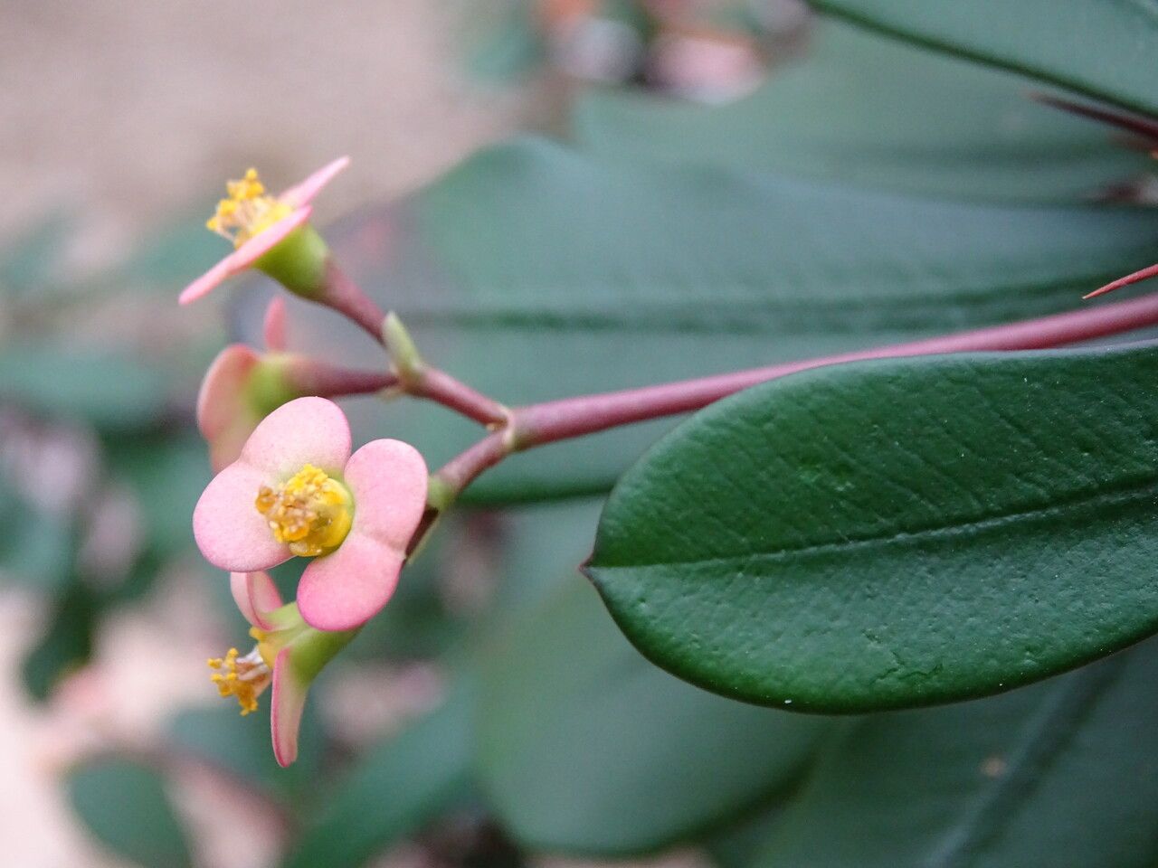 Euphorbia duranii flower