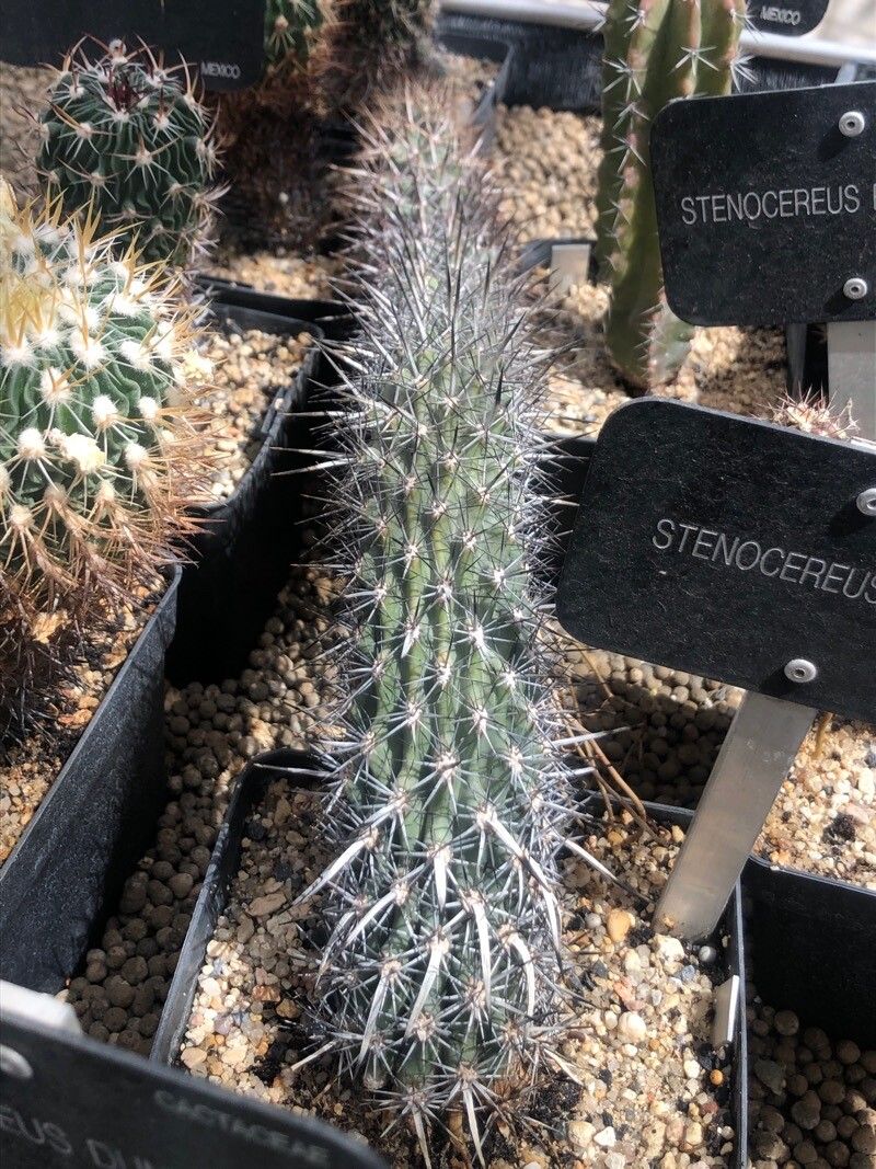 Stenocereus eruca leaf