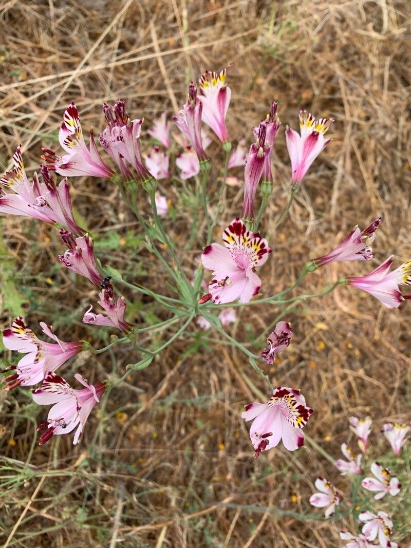 Alstroemeria pulchra — search result for 'Alstroemeria'