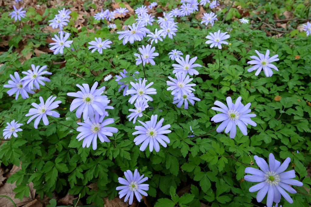 Anemone blanda fruit
