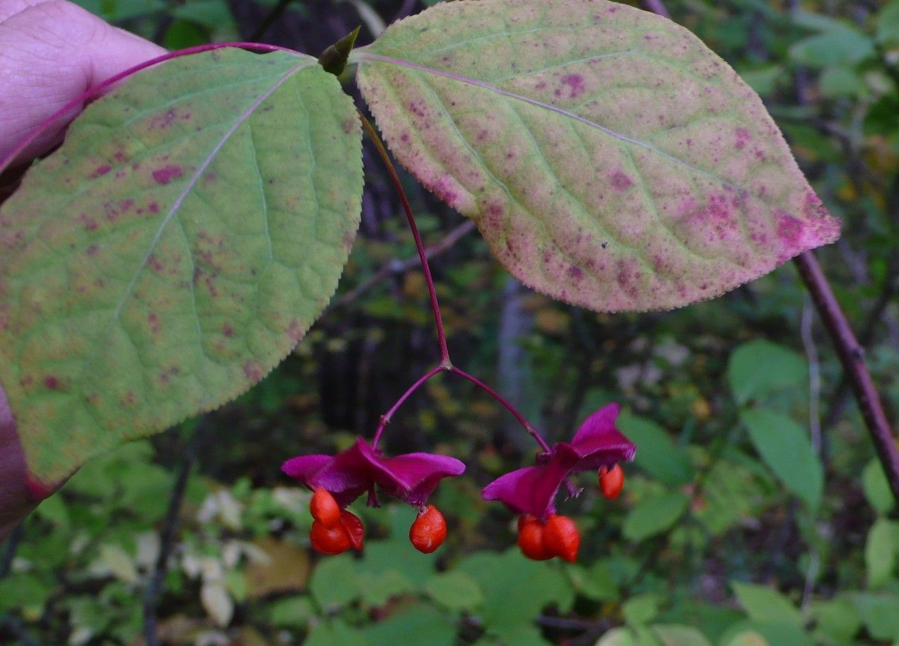 Euonymus macropterus fruit