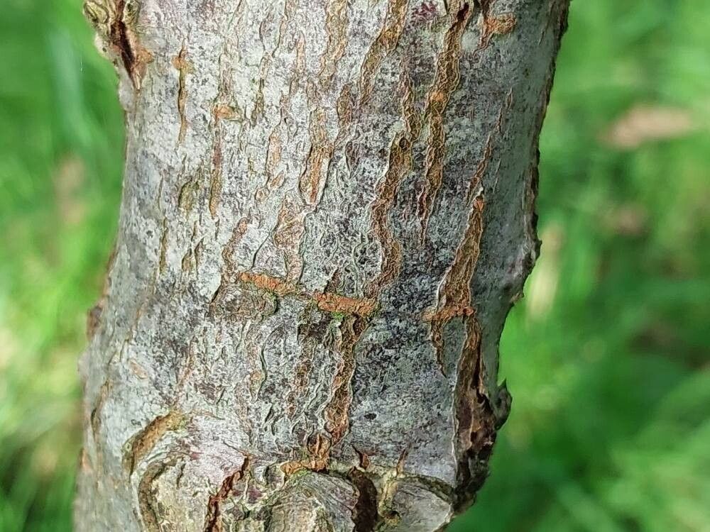 Ulmus chenmoui bark
