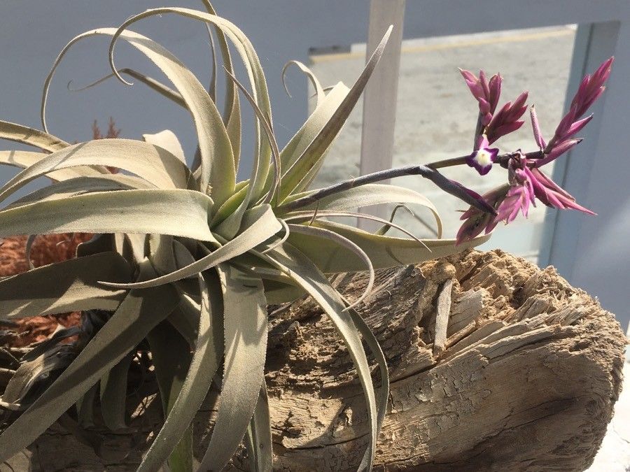 Tillandsia latifolia habit