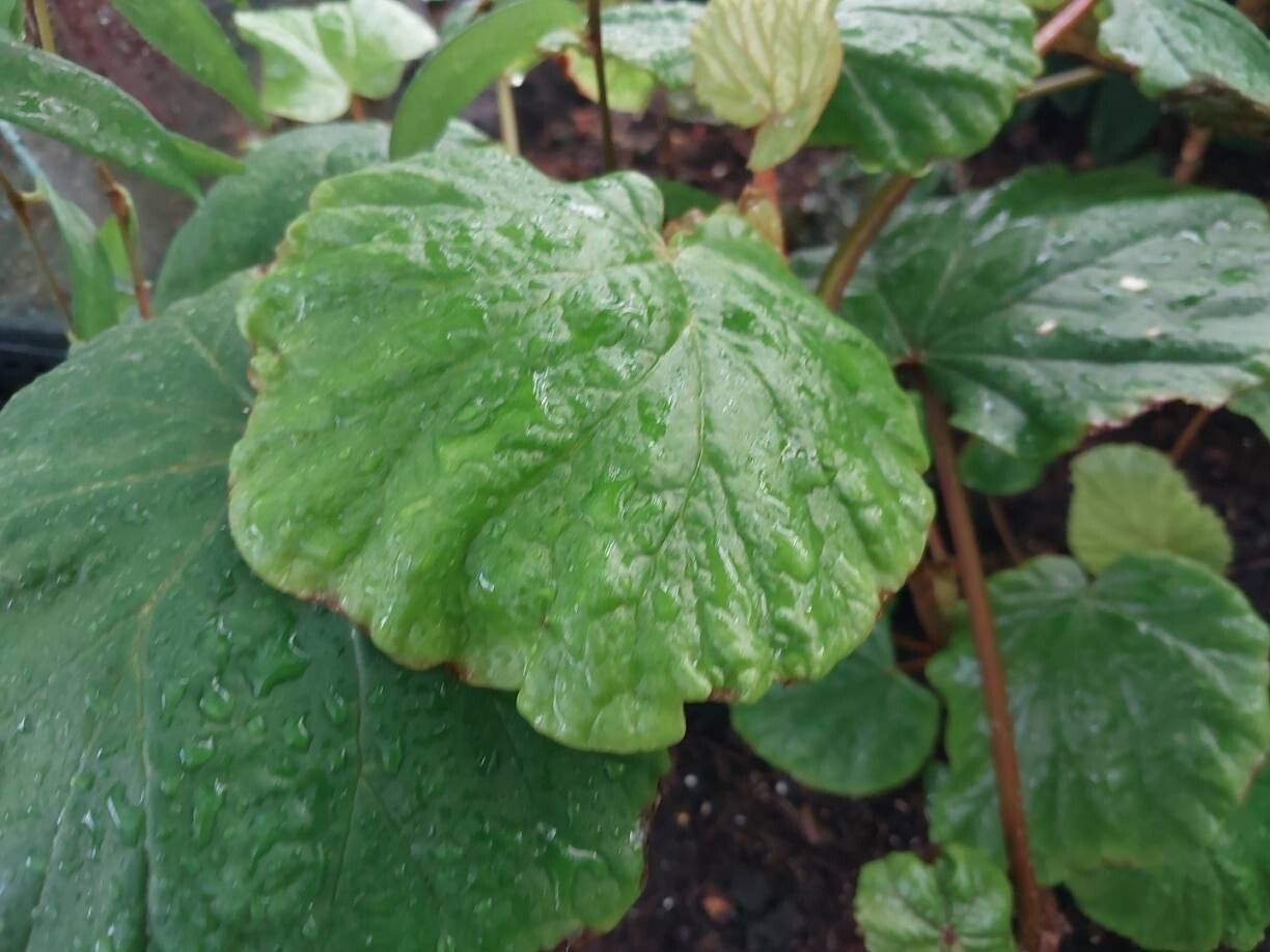 Begonia baccata leaf