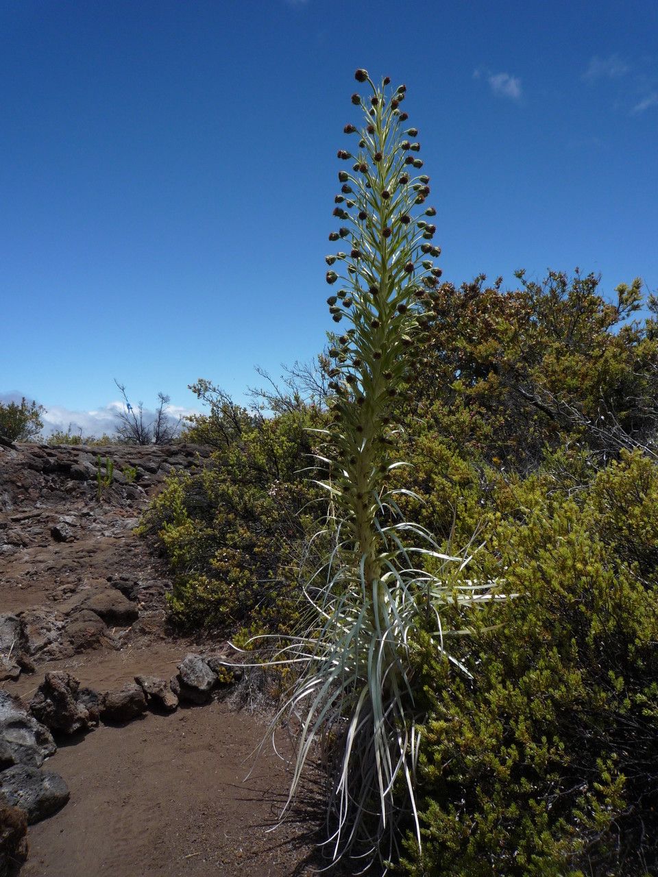 Argyroxiphium sandwicense habit
