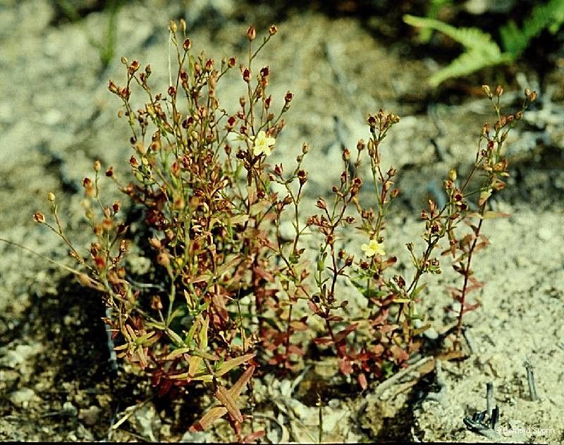 Hypericum gramineum habit