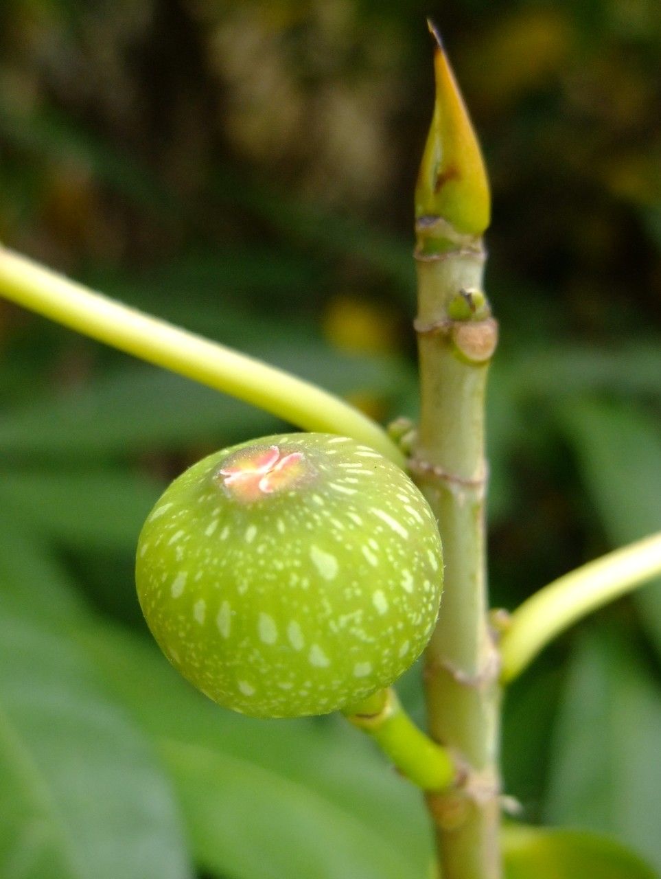 Ficus erecta fruit