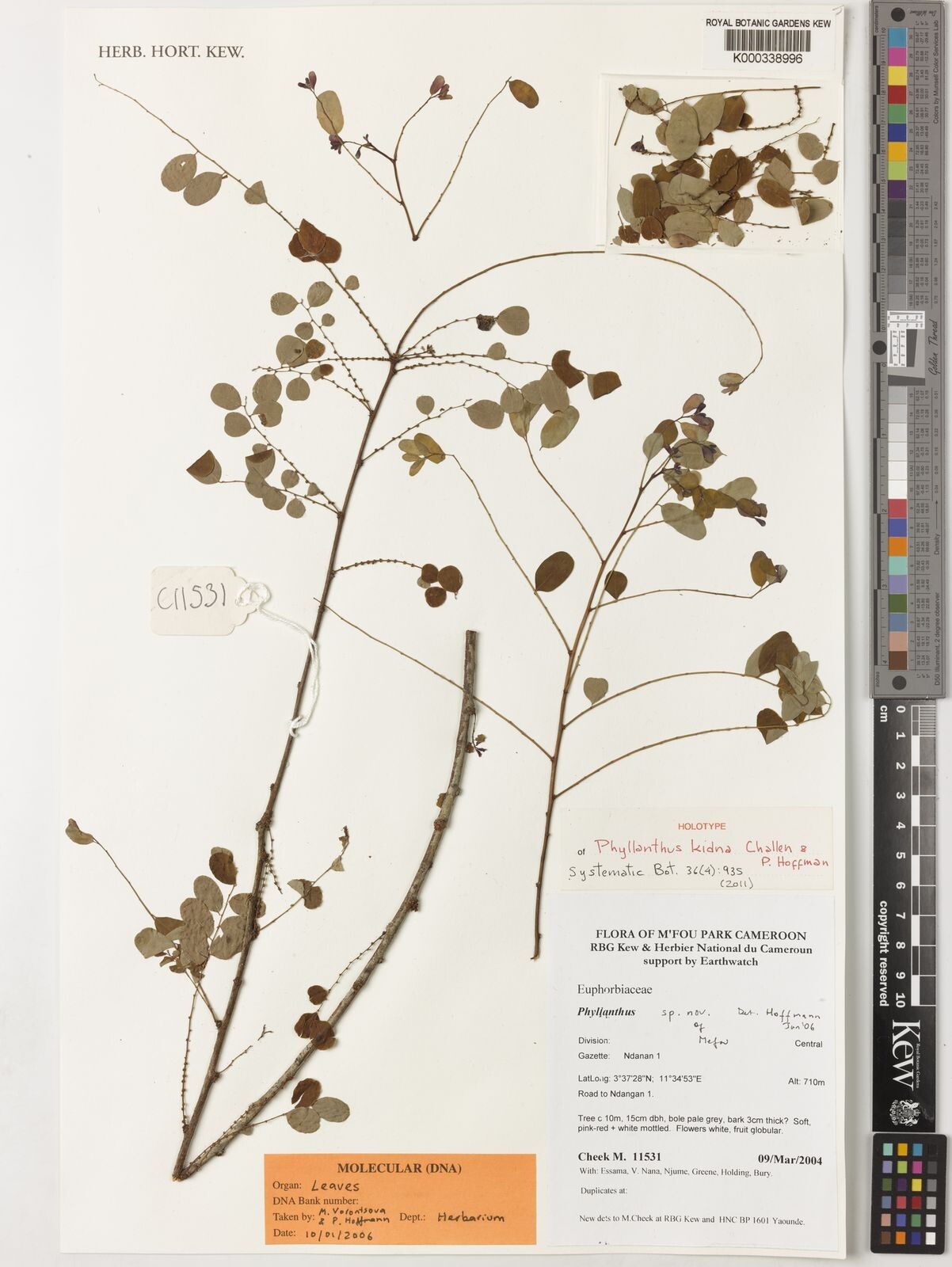 Phyllanthus kidna — houseplant care guide