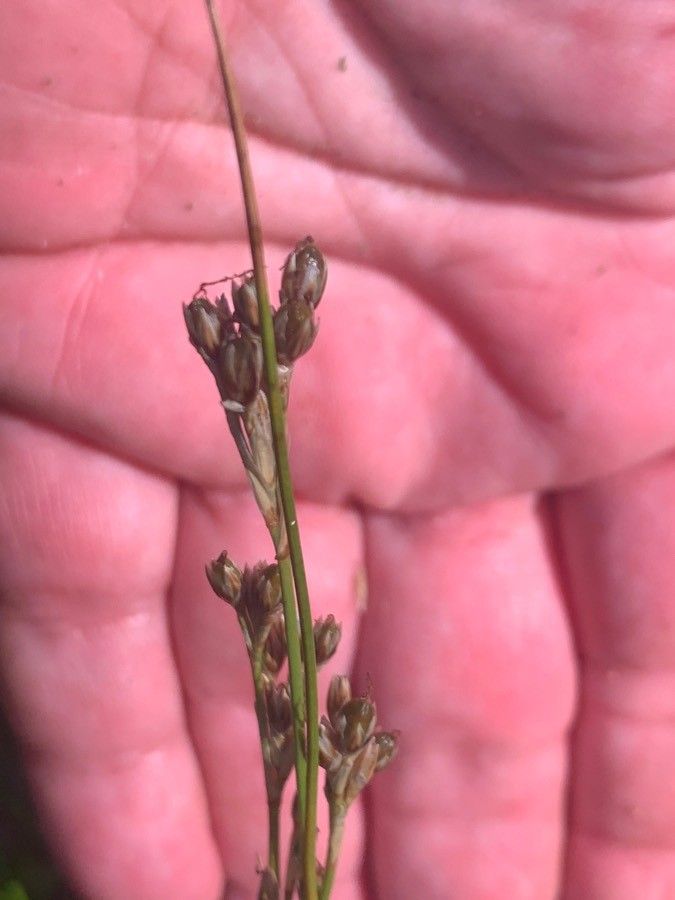 Juncus compressus — search result for 'Juncus'