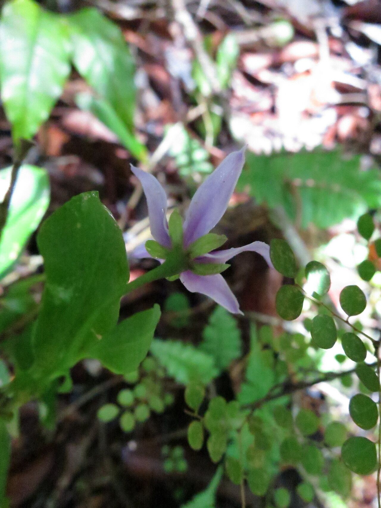 Solanum humblotii — houseplant care guide