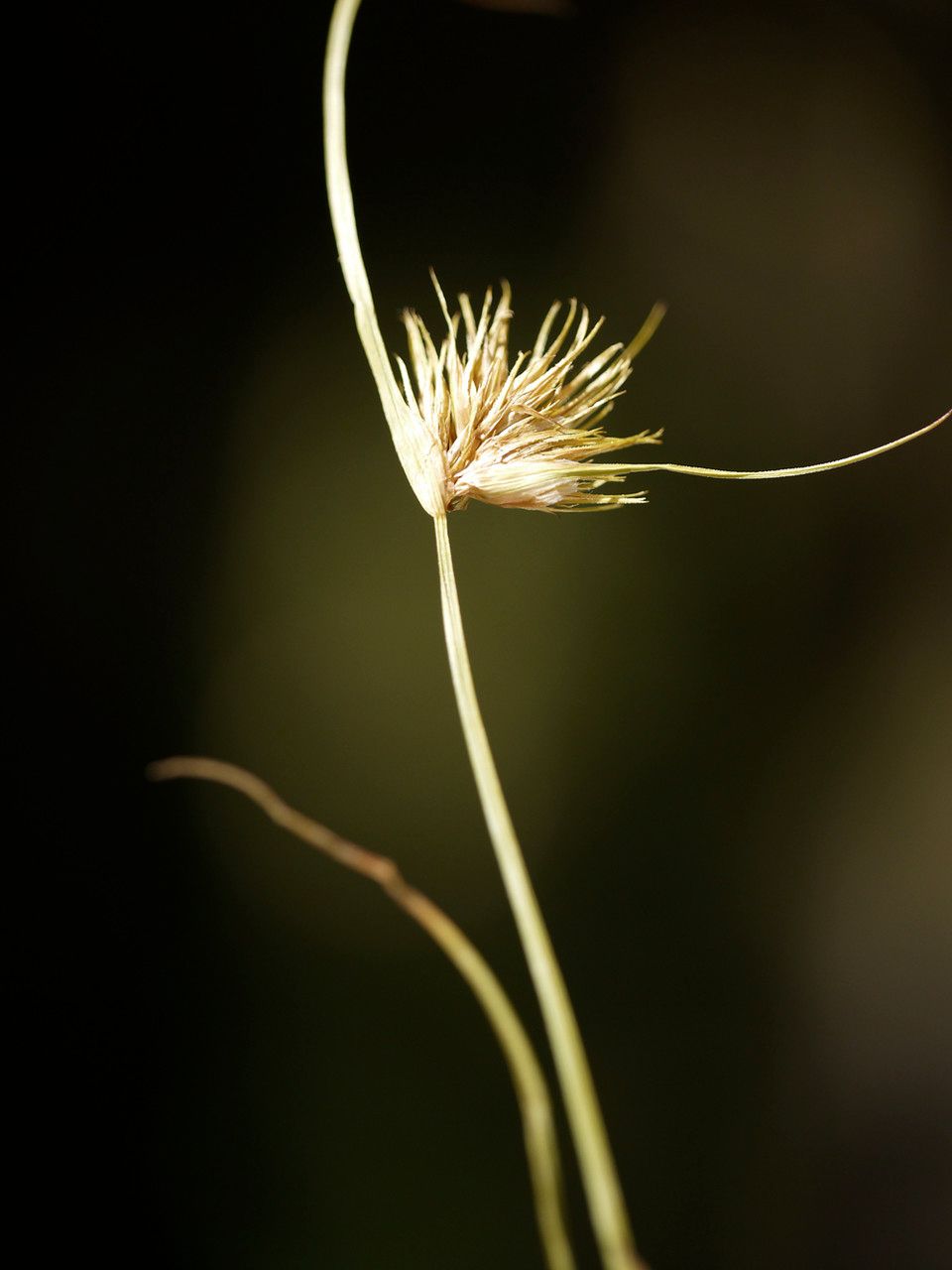 Carex bohemica fruit