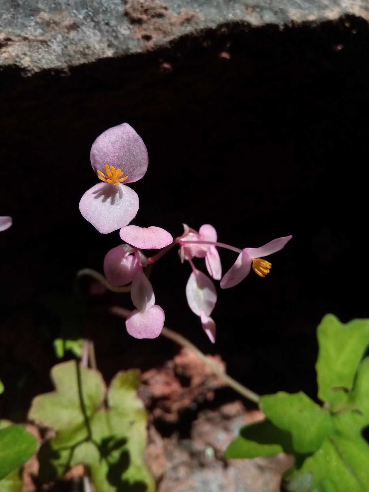 Begonia bernieri flower