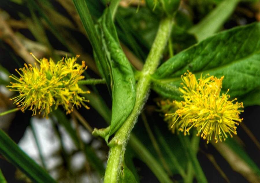 Lysimachia thyrsiflora flower