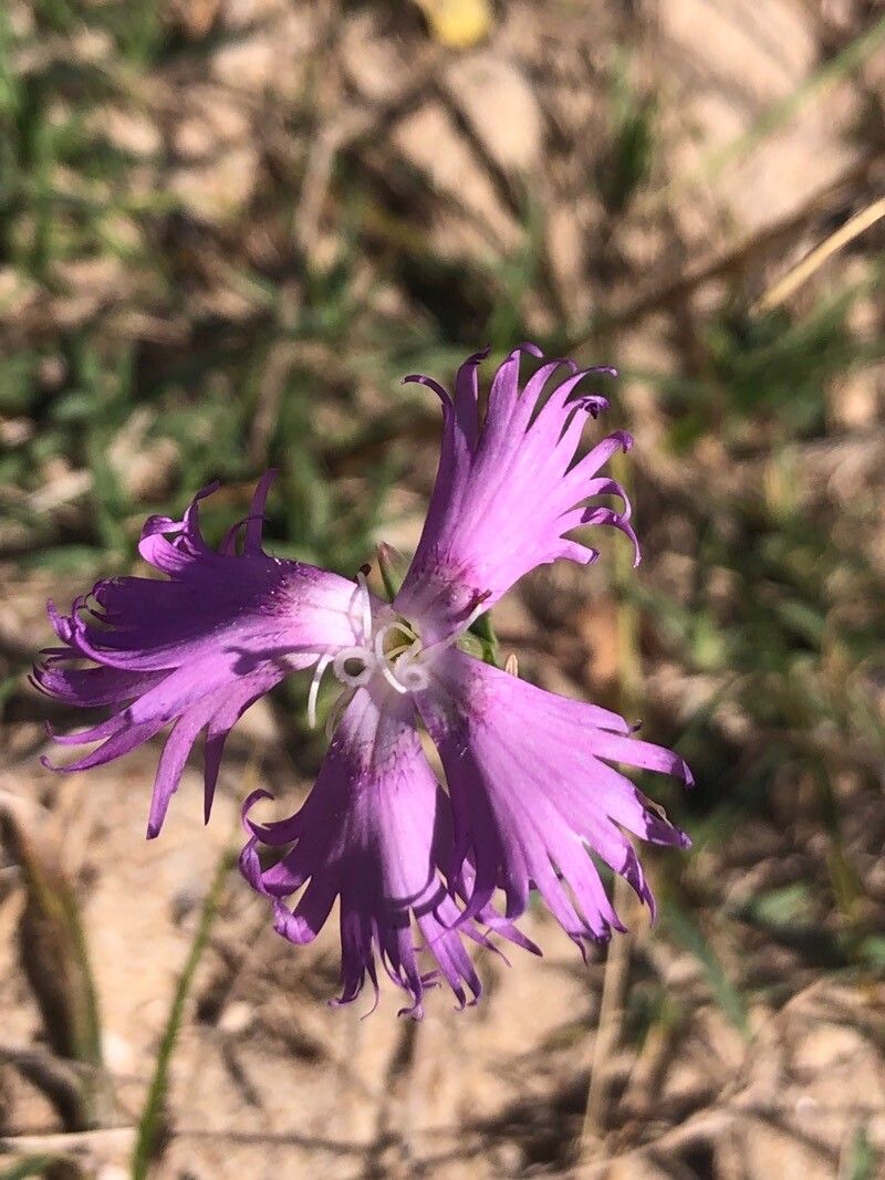 Dianthus gallicus flower