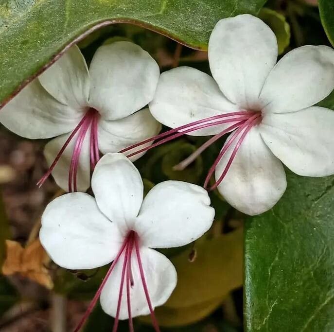 Clerodendrum infortunatum flower