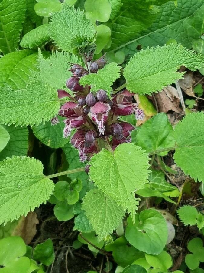 Lamium orvala fruit