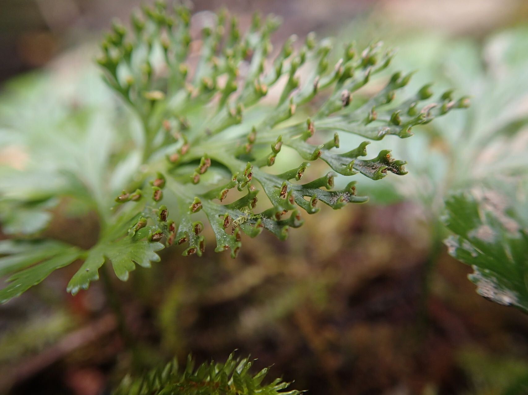 Davallia pusilla leaf