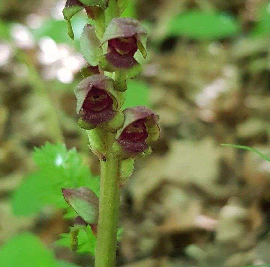 Steveniella satyrioides flower