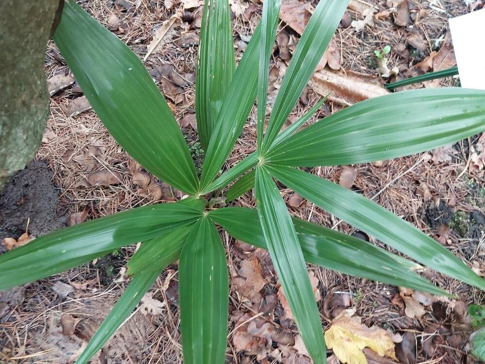 Ellisiophyllum pinnatum leaf