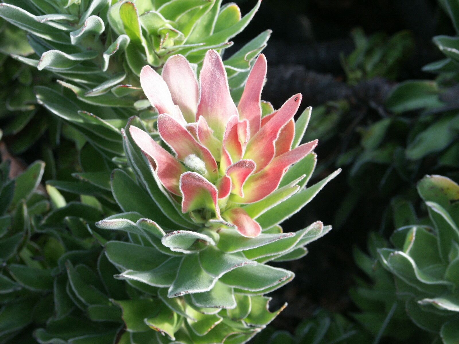 Mimetes fimbriifolius — related species from the same genus