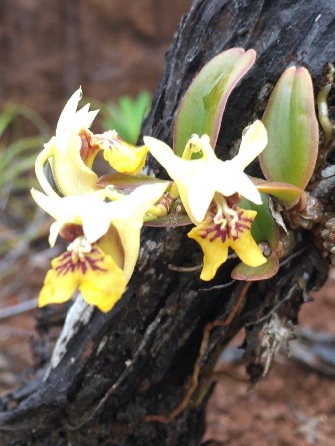 Dendrobium ngoyense — houseplant care guide