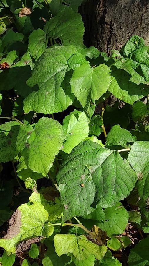 Tilia × euchlora — search result for 'Tilia'